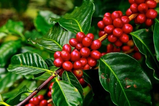 Jenis Kopi Lokal Asli Indonesia