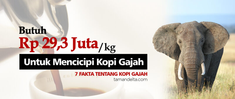 Kopi Gajah