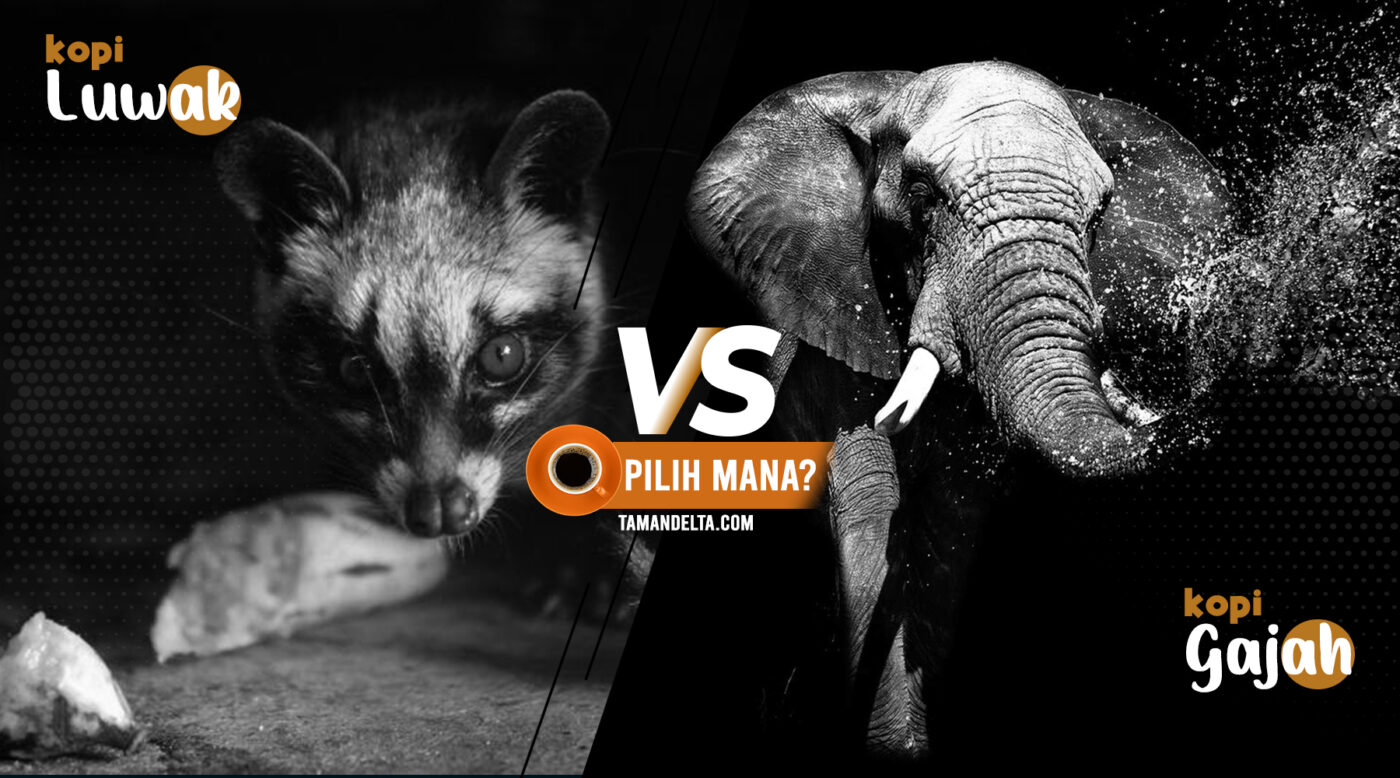 Kopi Luwak vs Kopi Gajah