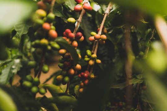 Mengenali Kualitas Kopi, Sumber gambar: Unsplash/Clint McKoy