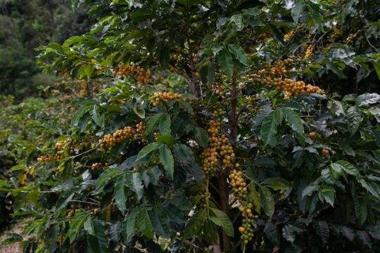 Brazil, Salah Satu Penghasil kopi terbesar di Dunia