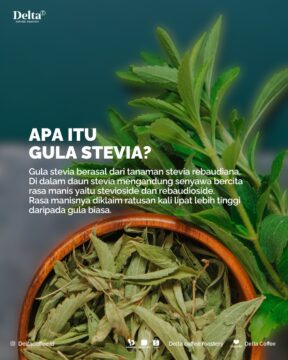 Mengenal Tanaman Stevia Rebaudiana Lebih Dekat
