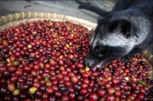 Luwak Makan Biji Kopi (Cerry)