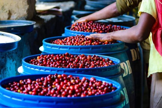 Apa itu Metode Anaerobic, Mengenal Metode Pasca Panen Kopi Anaerobic Processing