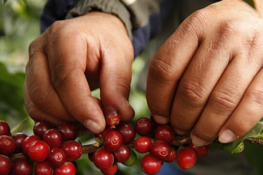 Jenis Jenis Metode Pasca Panen Kopi