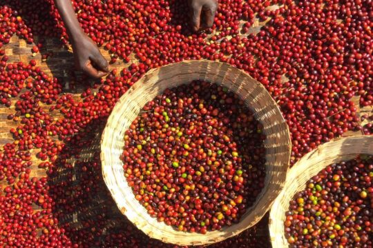 Metode Pasca Panen Kopi Dekafeinasi