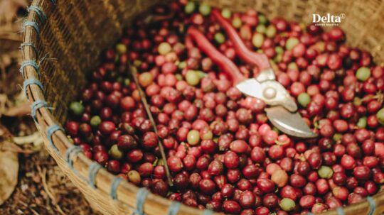 Harga Biji Kopi Robusta Melambung Tinggi