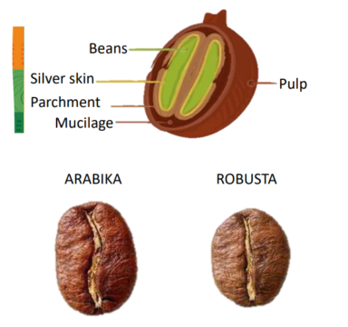 Mengenal Anatomi Buah Kopi