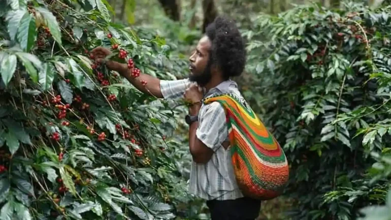 Perkebunan Kopi di Papua